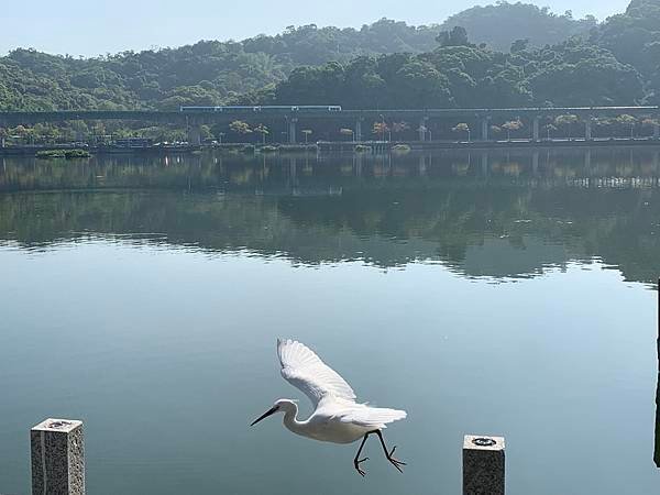 白鷺鷥2