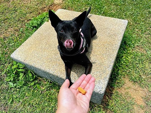 【威旺超優疫】全素食三效合一保健配方 🐶 專利成份OxC-B