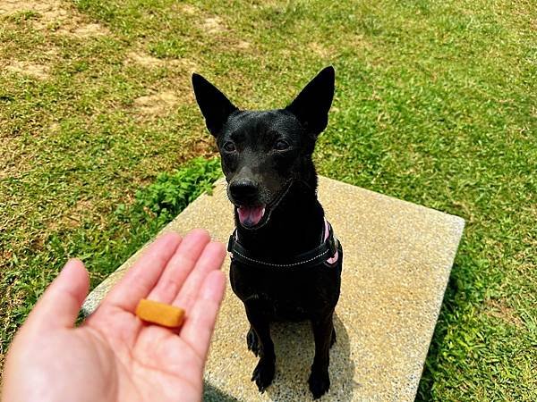 【威旺超優疫】全素食三效合一保健配方 🐶 專利成份OxC-B