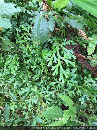 IMG_8525