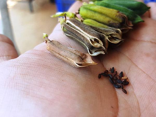 【菜脯埕】黑芝麻的豆莢，曬乾後豆莢會張開，黑芝麻就會跑出來