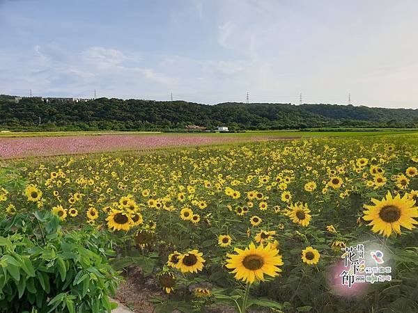 楊梅區花海照片1