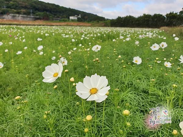 楊梅區花海照片