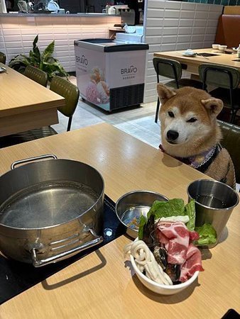 探店｜【2024/10更新】和毛孩去板橋吃火鍋！這服務實在太