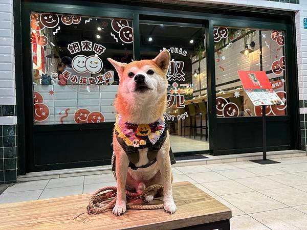 探店｜【2024/10更新】和毛孩去板橋吃火鍋！這服務實在太