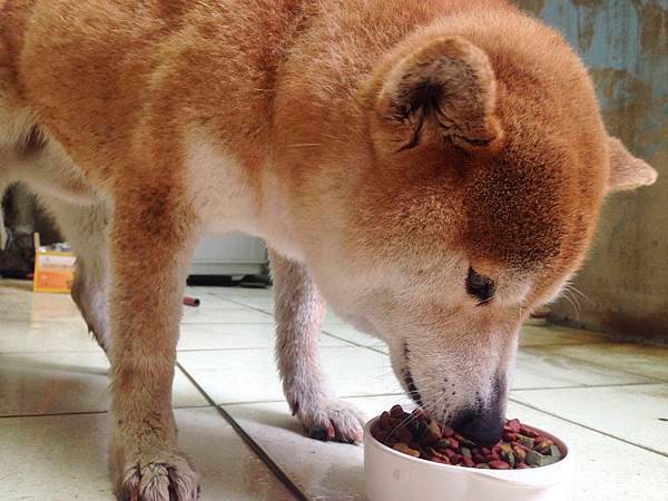 吃飼料中