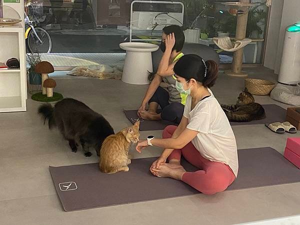 台灣・台北｜【活動】紅玥緬因貓藝廊～中山區療癒貓咪餐廳，還可