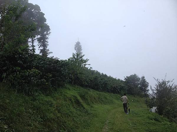 【高雄】藤枝林道二集團生態步道