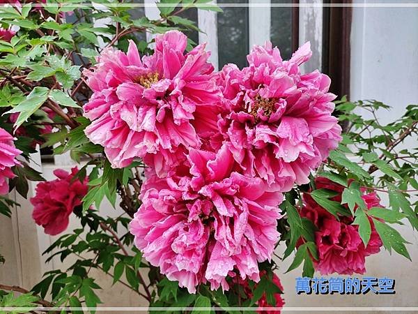 萬花筒的天空071仙台四