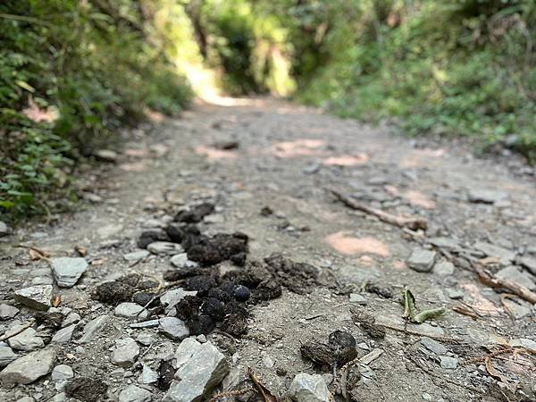 法國之路Day 26 O Cebreiro山城尋找哈比人