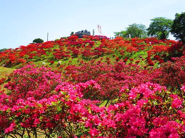 花現茨城  櫻川  磯部稻村神社  日立櫻花祭  龍崎般若院