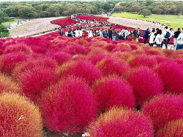 花現茨城  櫻川  磯部稻村神社  日立櫻花祭  龍崎般若院