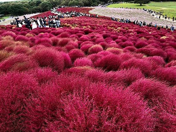 花現茨城  櫻川  磯部稻村神社  日立櫻花祭  龍崎般若院