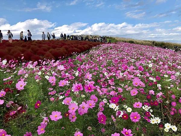 花現茨城  櫻川  磯部稻村神社  日立櫻花祭  龍崎般若院