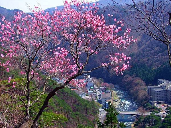 鹽原溫泉鄉 湯步之里 紅葉谷大吊橋