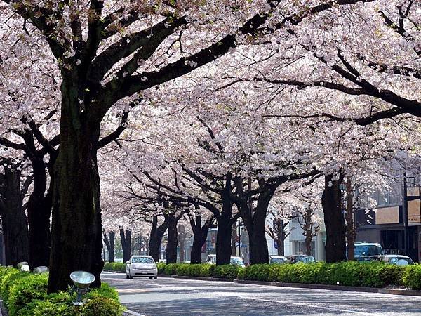 花現茨城  櫻川  磯部稻村神社  日立櫻花祭  龍崎般若院