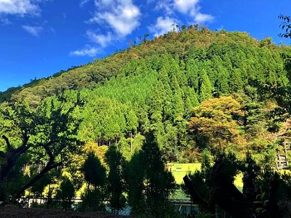 電影「古都」的舞台　京都・北山杉之里 中川