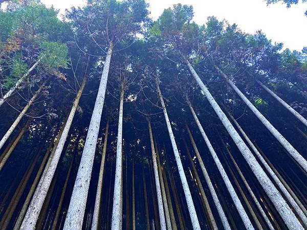 電影「古都」的舞台　京都・北山杉之里 中川