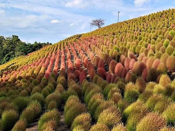 東京德國村