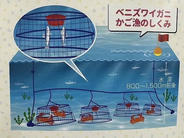 香住ガニ4