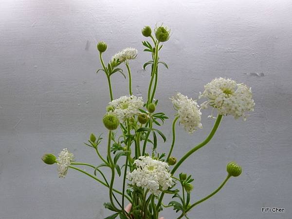 翠珠花