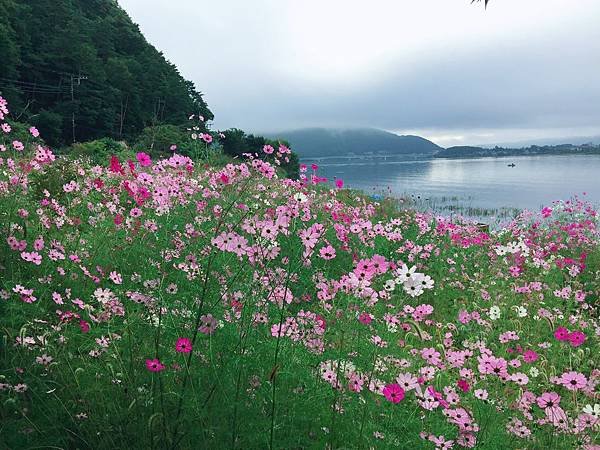 波斯菊花海