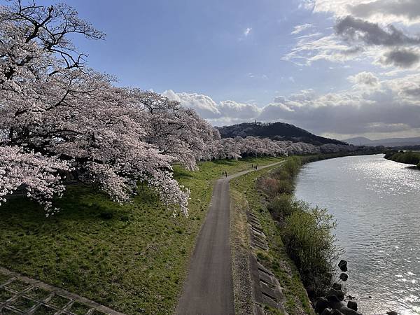 【2024 東北賞櫻+東京七天六夜自由行】Day 2 宮城白