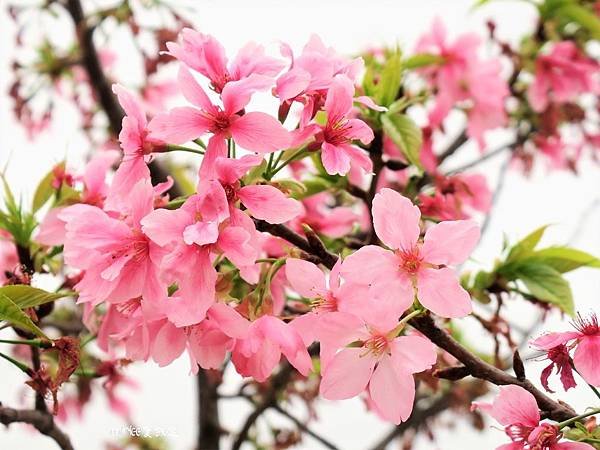 IMG_0045-1昭和櫻