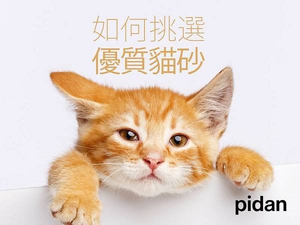 貓砂推薦-貓砂種類挑選方法-pidan豆腐砂