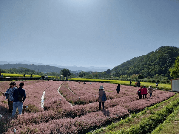 關西南山大橋仙草田_東安古橋_拍照練習