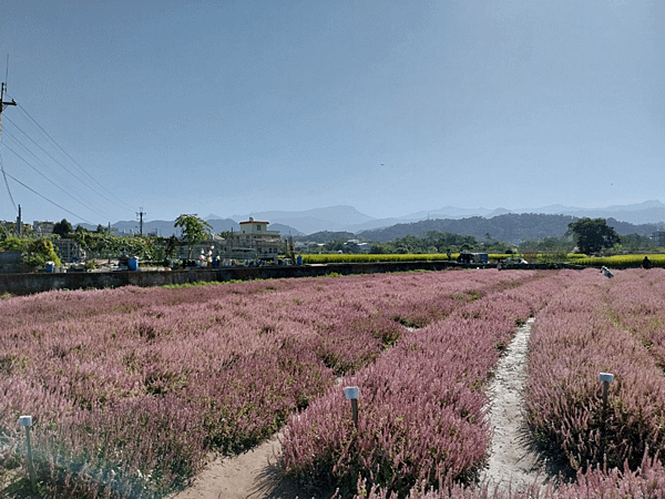 關西南山大橋仙草田_東安古橋_拍照練習