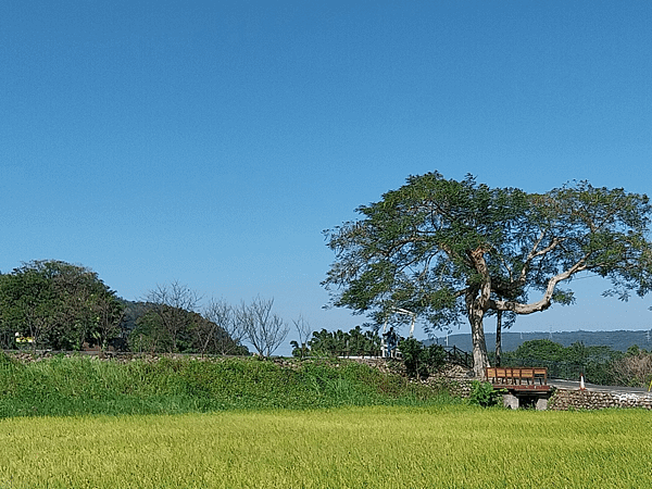 關西南山大橋仙草田_東安古橋_拍照練習