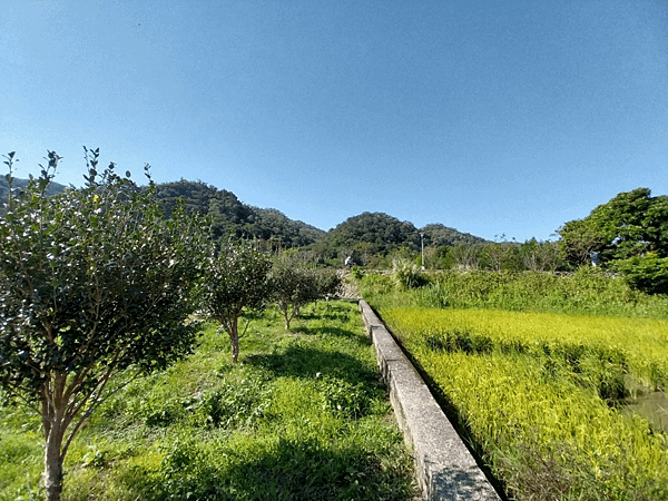 關西南山大橋仙草田_東安古橋_拍照練習