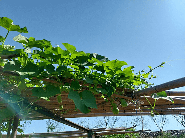 關西南山大橋仙草田_東安古橋_拍照練習