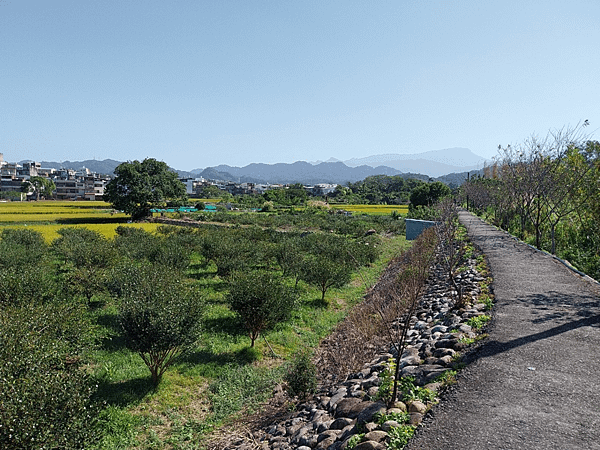 關西南山大橋仙草田_東安古橋_拍照練習