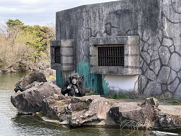 2024春靜岡也有富士山(3) &lt;伊豆篇&gt;仙人掌公園看水豚/