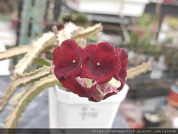 蘿藦開花：絨傘水牛角