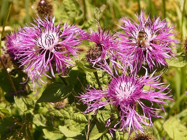 meadow-knapweed-3_1920