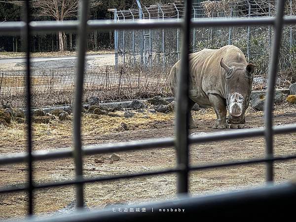 日本最大野生動物園--靜岡富士野生動物園 跟野生動物的近距離