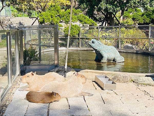 ★桃園●大溪＊一秒偽出國，異國風『蘇家莊園』，迷你版動物園還