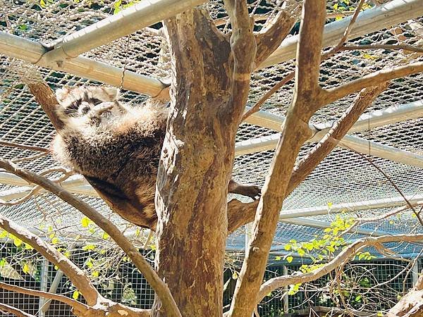 ★桃園●大溪＊一秒偽出國，異國風『蘇家莊園』，迷你版動物園還