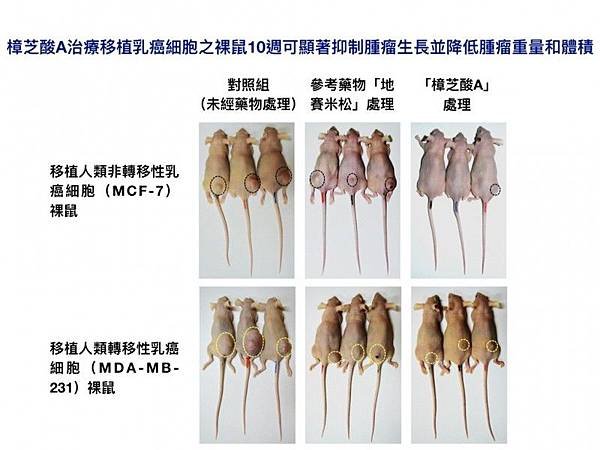 台灣研究靈芝的前輩1970年代姜宏哲教授/2019年中興大學