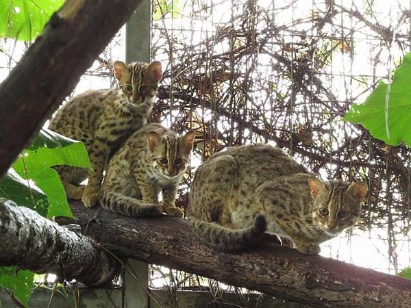 台灣瀕危動物石虎數量僅存不到500隻/「石虎田」， 堅持不噴