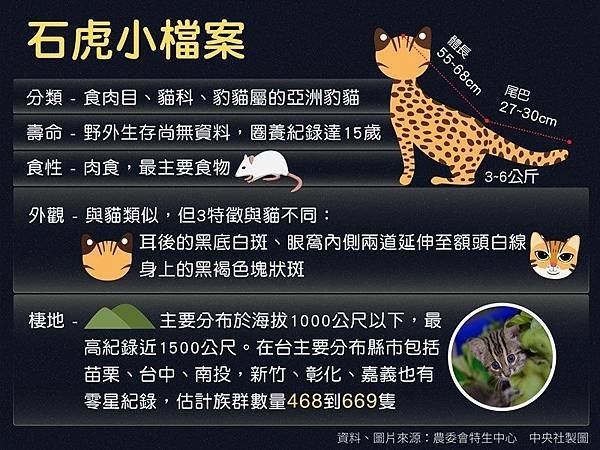 台灣瀕危動物石虎數量僅存不到500隻/「石虎田」， 堅持不噴