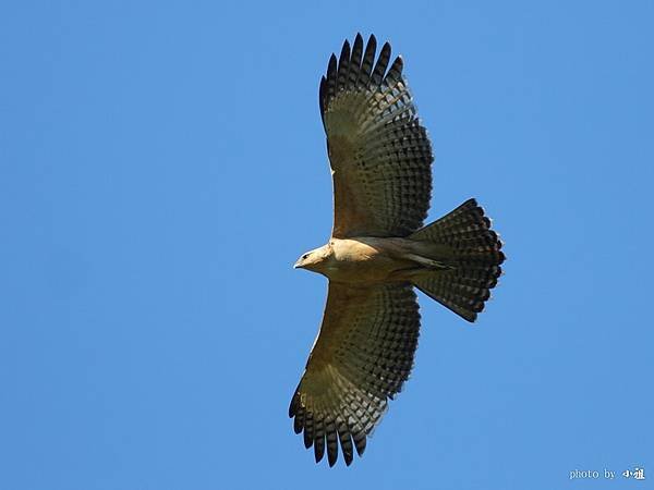 「熊鷹」是排灣族與魯凱族人部落傳說中祖先的化身，同時也是頭目