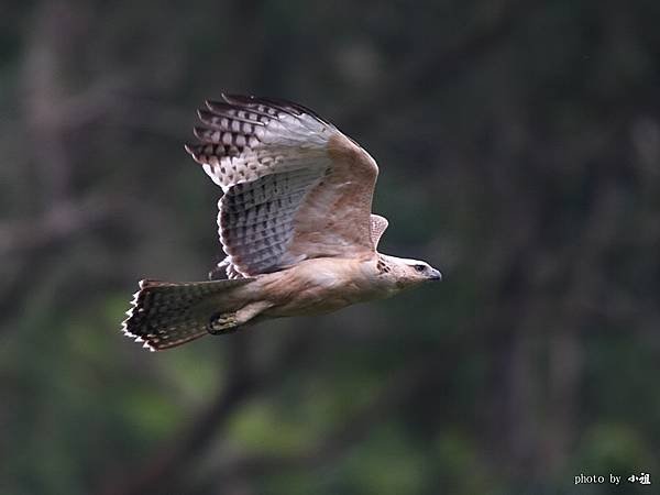 「熊鷹」是排灣族與魯凱族人部落傳說中祖先的化身，同時也是頭目