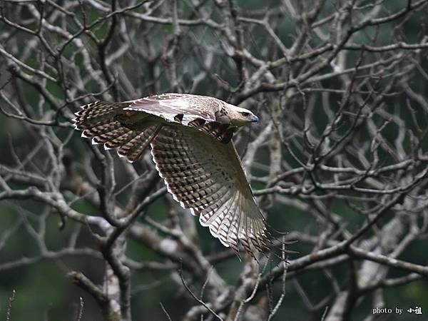 「熊鷹」是排灣族與魯凱族人部落傳說中祖先的化身，同時也是頭目