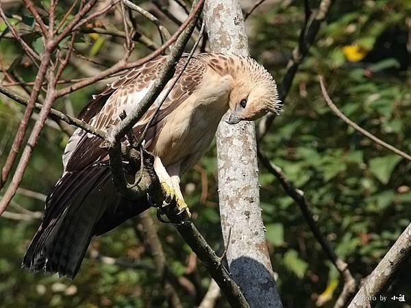 「熊鷹」是排灣族與魯凱族人部落傳說中祖先的化身，同時也是頭目