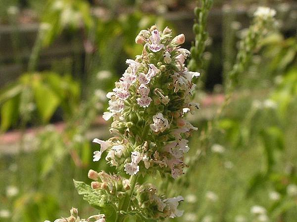 800px-Catnip_flowers