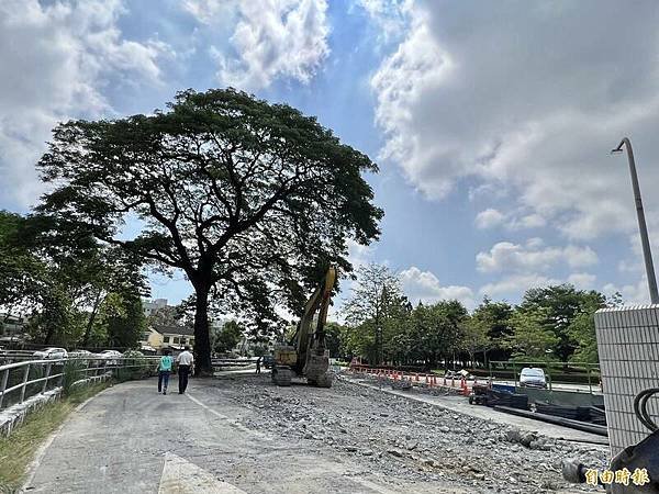 湖口大園山陣地，發現百年老樹群-木麻黃，拯救老樹-請縣政府固